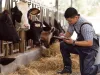 Farmers are recording details of each cow on the farm.