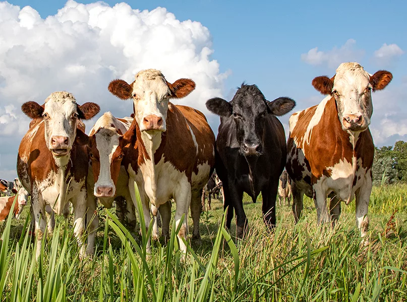 Group of cows standing upright